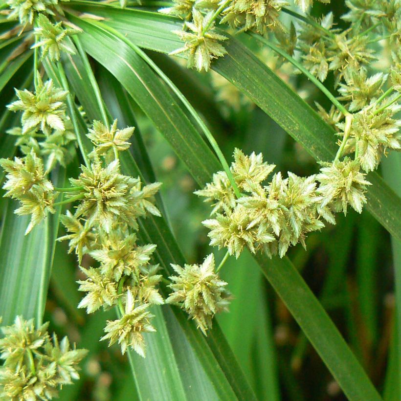 Cyperus alternifolius - Wechselblättriges Zyperngras (Blüte)