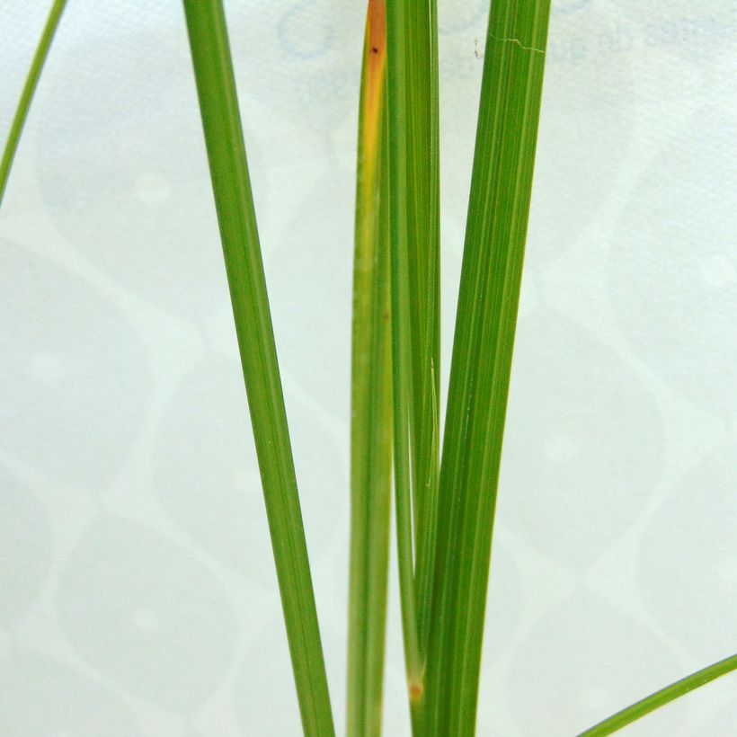 Cyperus longus - Langes Zypergras (Laub)