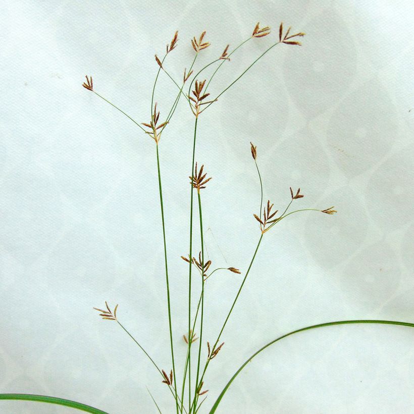 Cyperus longus - Langes Zypergras (Blüte)