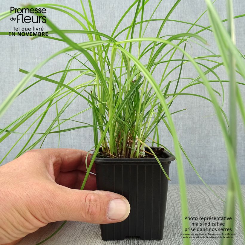 Exemplar von Cyperus longus - Souchet odorant Godet de 9cm wie im Herbst geliefert