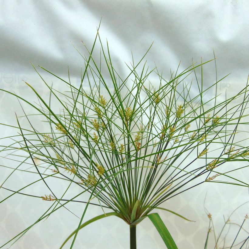 Cyperus papyrus Akhenaton - Papyrusstaude (Blüte)