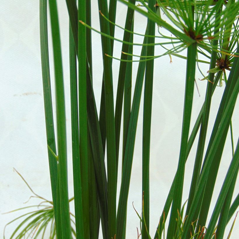 Cyperus papyrus Cleopatra - Papyrusstaude (Laub)