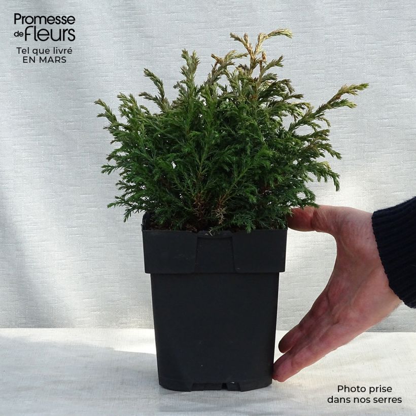 Exemplar von Cyprès Sawara - Chamaecyparis pisifera Baby Blue                Pot de 3L/4L wie im Winter geliefert