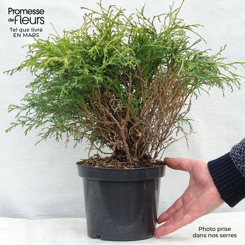 Exemplar von Cyprès Sawara - Chamaecyparis pisifera Filifera                 Pot de 2L/3L wie im Winter geliefert