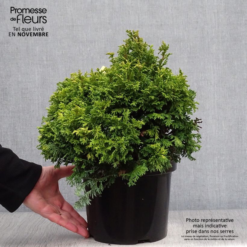 Exemplar von Cyprès Sawara - Chamaecyparis pisifera Golden Pincushion en pot de 4l/5l wie im Herbst geliefert