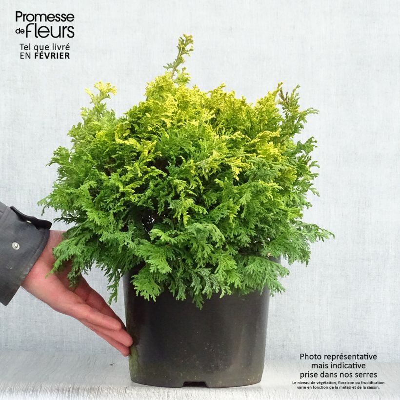 Exemplar von Cyprès Sawara - Chamaecyparis pisifera Golden Pincushion en pot de 4l/5l wie im Winter geliefert