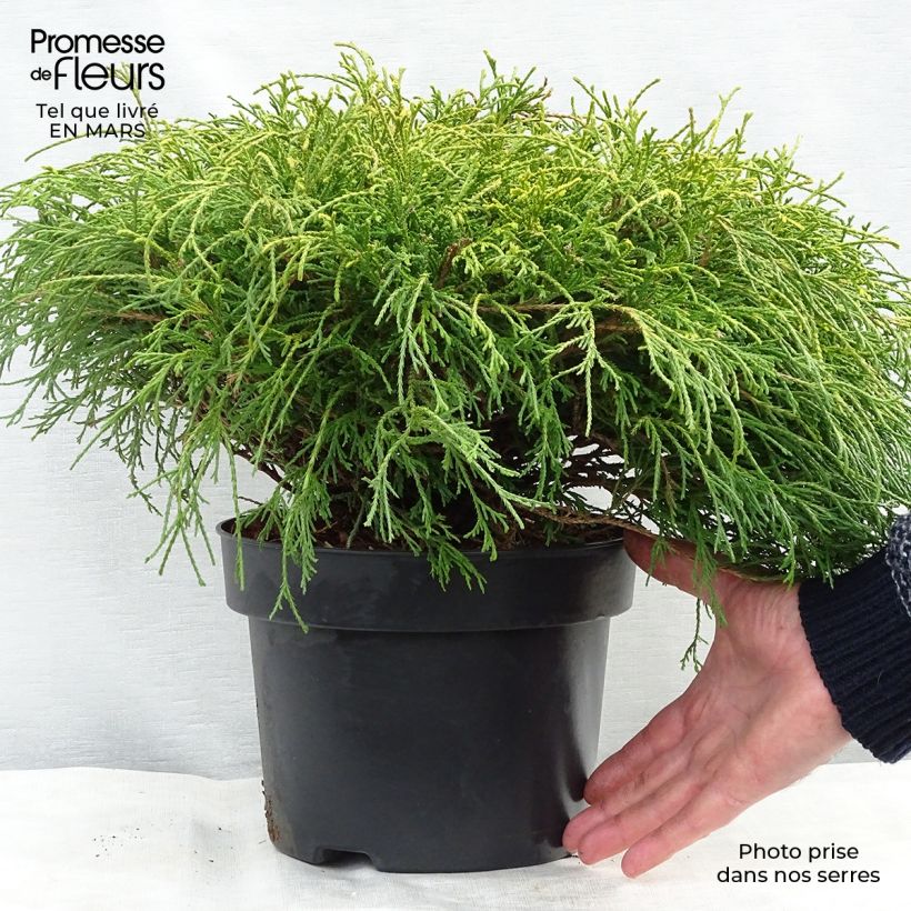 Exemplar von Cyprès Sawara - Chamaecyparis pisifera Sungold                   Pot de 4L/5L wie im Winter geliefert