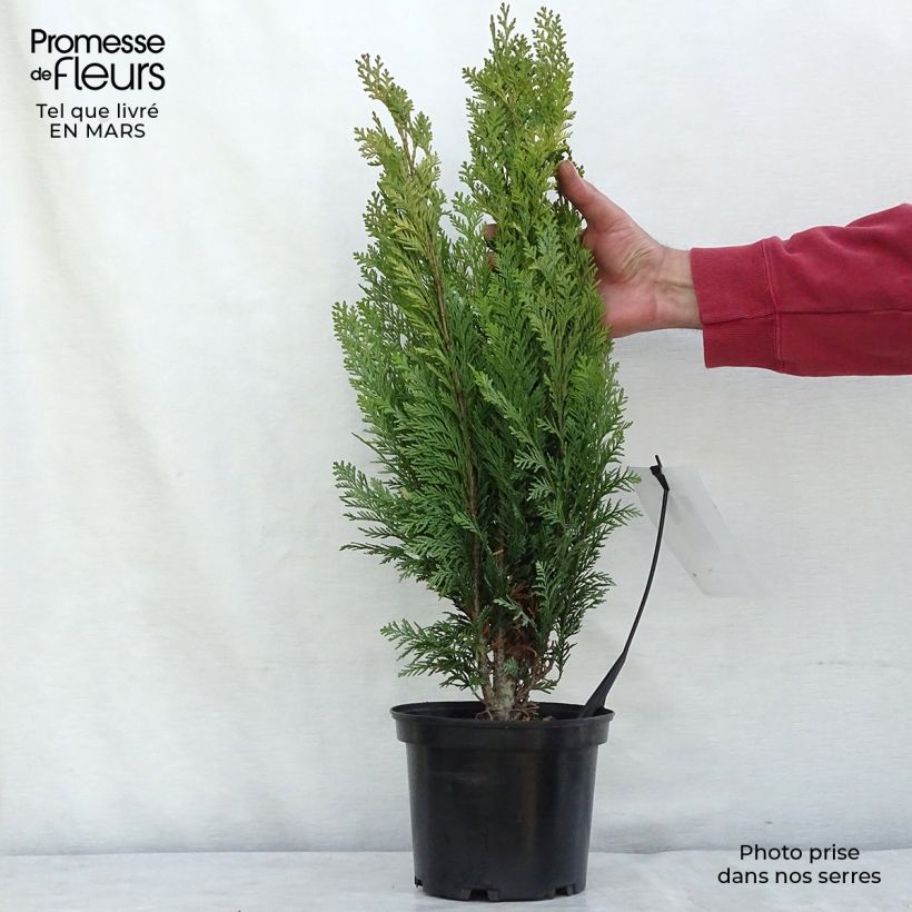 Exemplar von Cyprès de Lawson - Chamaecyparis lawsoniana Alumigold en pot de 2l/3l wie im Winter geliefert