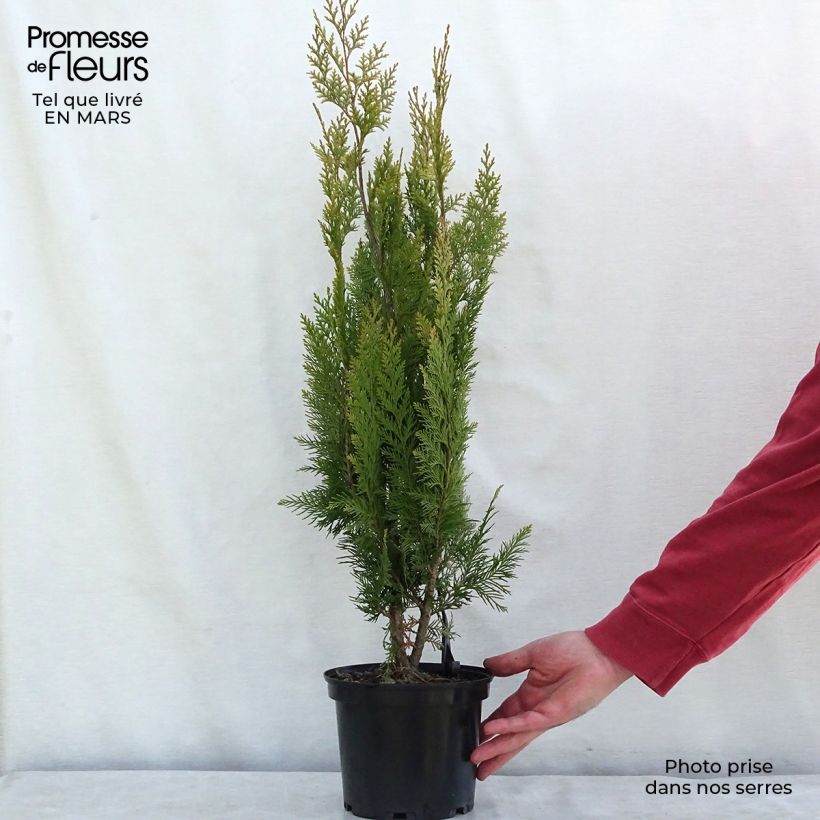 Exemplar von Cyprès de Lawson - Chamaecyparis lawsoniana Alumigold en pot de 7,5l/10l wie im Winter geliefert