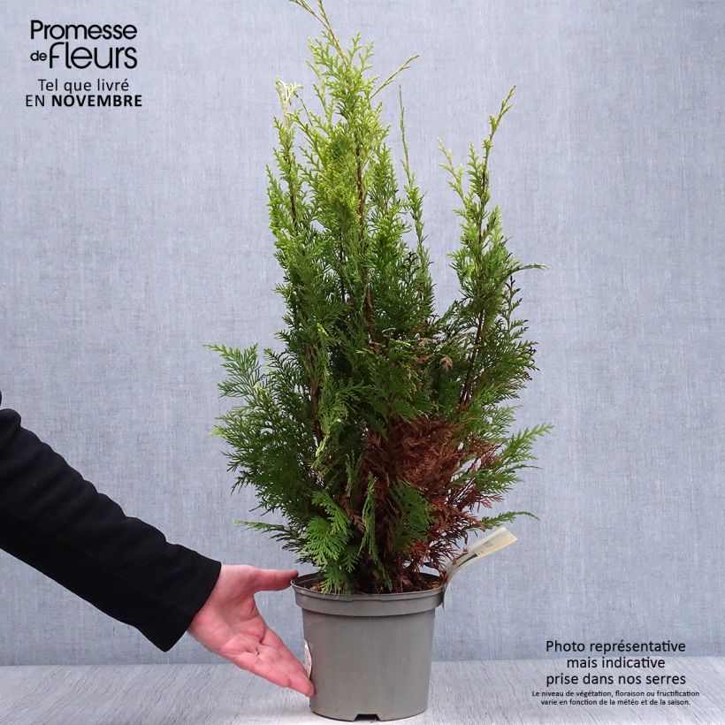 Exemplar von Cyprès de Lawson - Chamaecyparis lawsoniana Stardust en pot de 2L/3L wie im Herbst geliefert