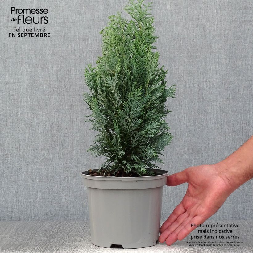 Exemplar von Chamaecyparis lawsoniana White Spot wie im Herbst geliefert