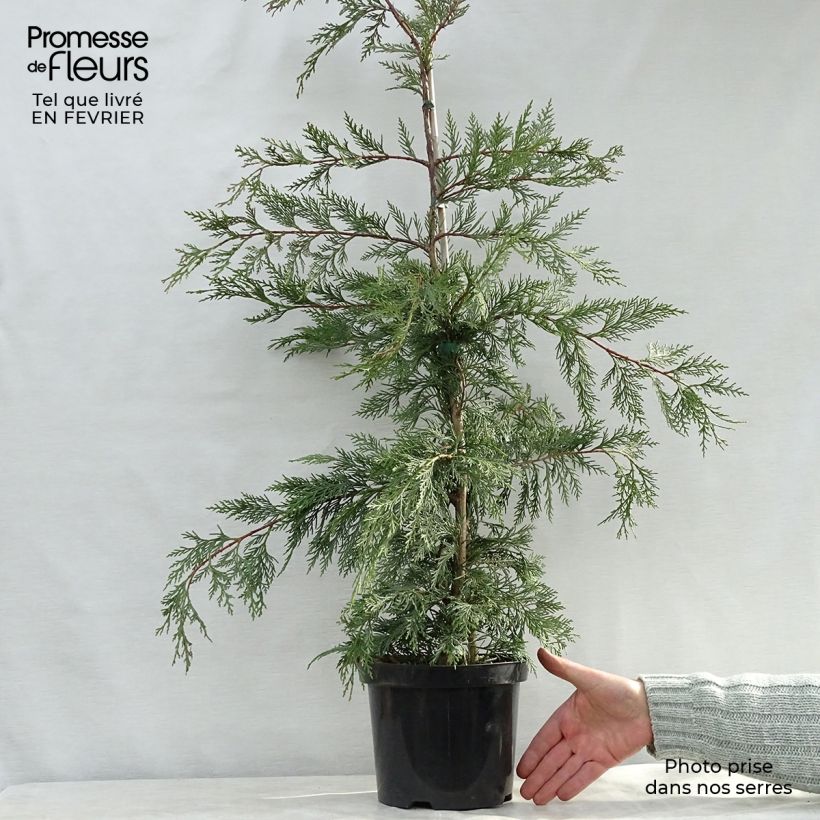 Exemplar von Cyprès de Leyland - Cupressocyparis leylandii cm en pot de 4L wie im Winter geliefert