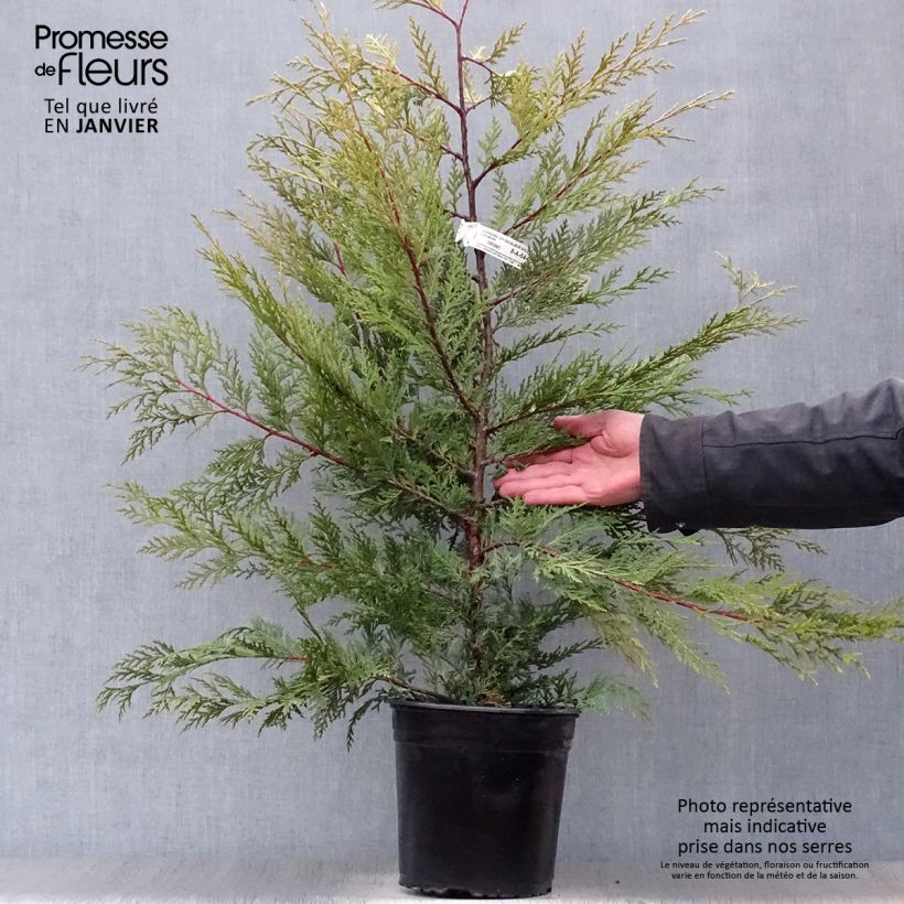 Exemplar von Cyprès de Leyland - Cupressocyparis x leylandii Excalibur Gold en pot de 4L/5L wie im Winter geliefert