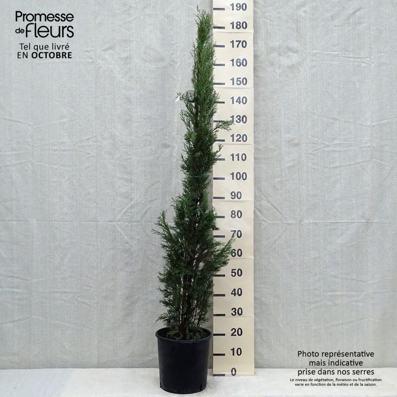 Exemplar von Cyprès de Provence - Cupressus sempervirens Pyramidalis en pot de 6/7 litres wie im Herbst geliefert