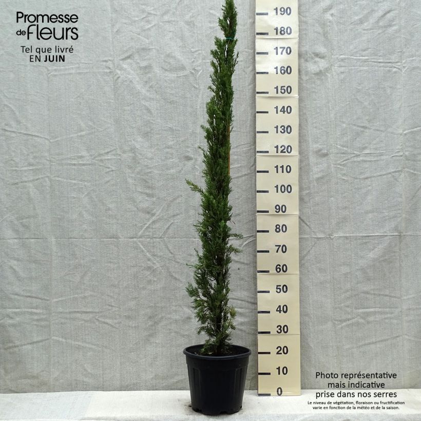 Exemplar von Cupressus sempervirens var. stricta Pyramidalis - Echte-Zypresse Topf mit 12L/15LGelieferte Höhe ca. 125/150cm wie im Frühjahr geliefert