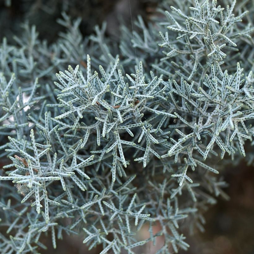 Cupressus arizonica Fastigiata - Rauhe Arizona-Zypresse (Laub)