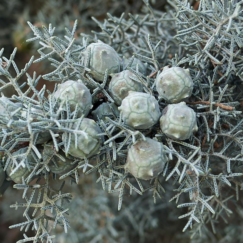 Cupressus arizonica Fastigiata - Rauhe Arizona-Zypresse (Ernte)