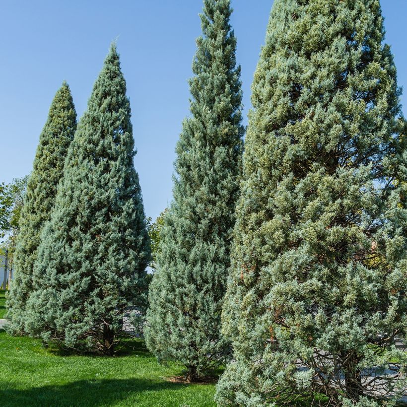 Cupressus arizonica Fastigiata - Rauhe Arizona-Zypresse (Hafen)