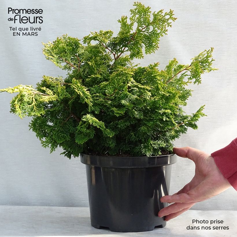 Exemplar von Cyprès hinoki - Chamaecyparis obtusa Rashahiba en pot de 4L/5L wie im Winter geliefert