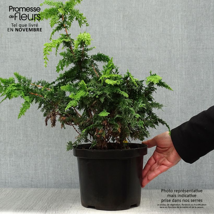 Exemplar von Cyprès hinoki du Japon - Chamaecyparis obtusa Fernspray Gold en pot de 4L/5L wie im Herbst geliefert