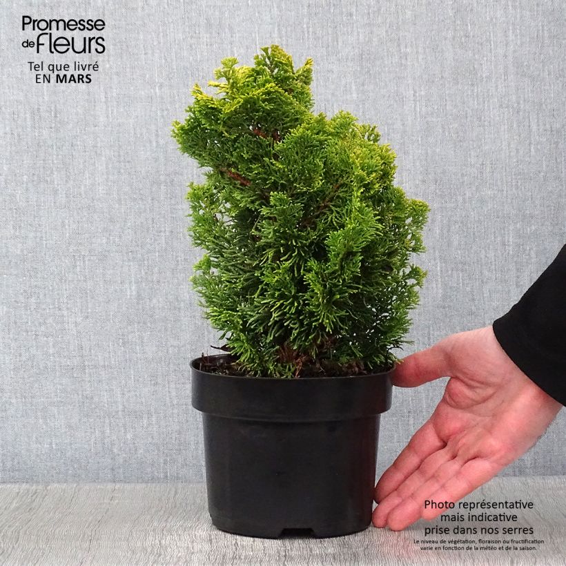 Exemplar von Cyprès hinoki du Japon - Chamaecyparis obtusa Meroki Twin Pot de 2L/3L wie im Winter geliefert