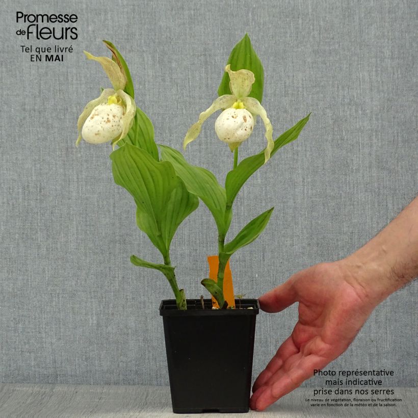 Exemplar von Cypripedium Kristi Lyn - Frauenschuh Topf mit 1L/1,5L wie im Frühjahr geliefert