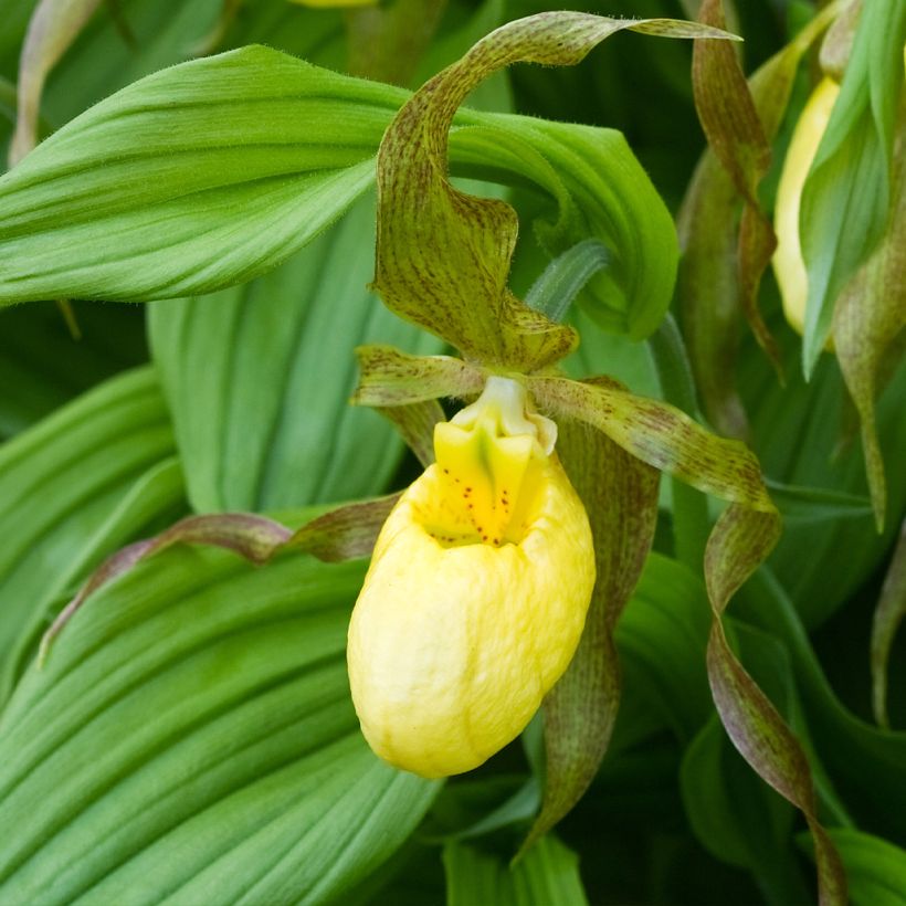 Cypripedium Kristi Lyn - Frauenschuh (Blüte)