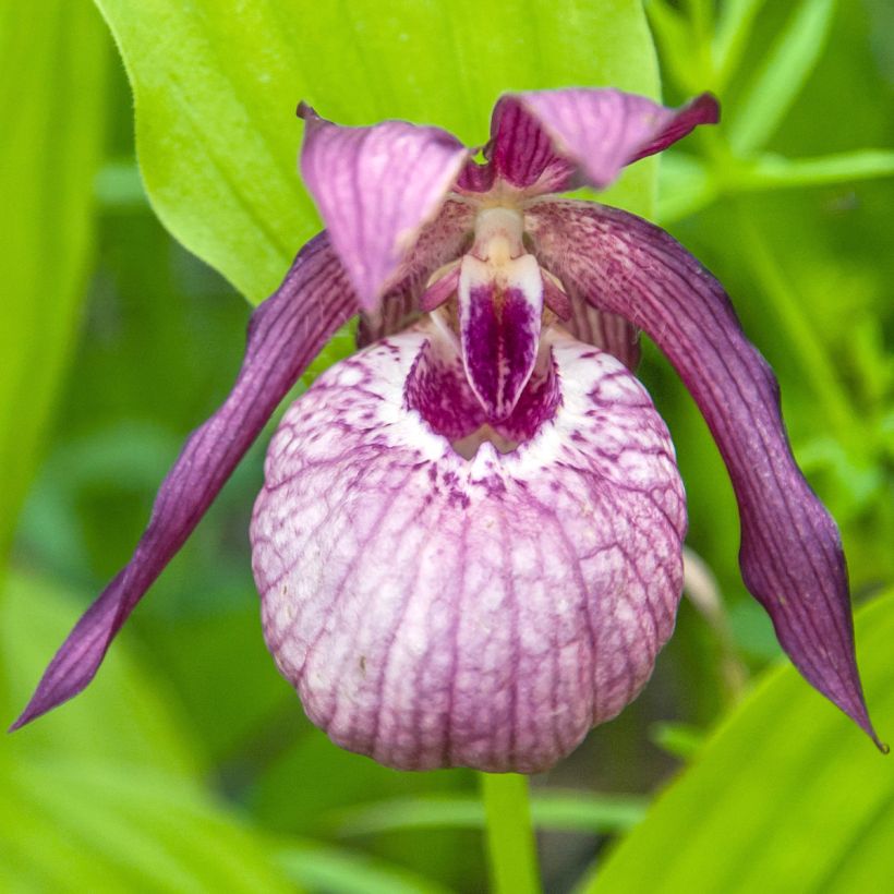 Cypripedium Pinkepank - Frauenschuh (Blüte)