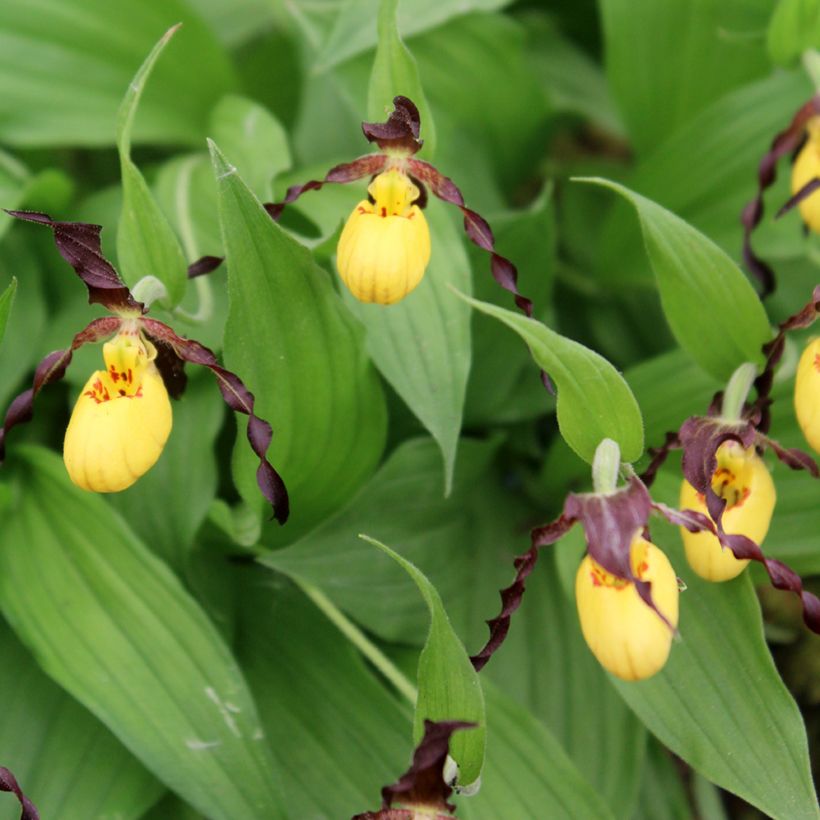 Cypripedium parviflorum var. parviflorum - Frauenschuh (Blüte)