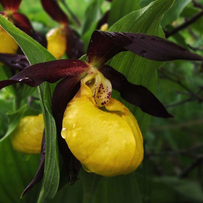 Cypripedium calceolus - Gelber Frauenschuh (Blüte)