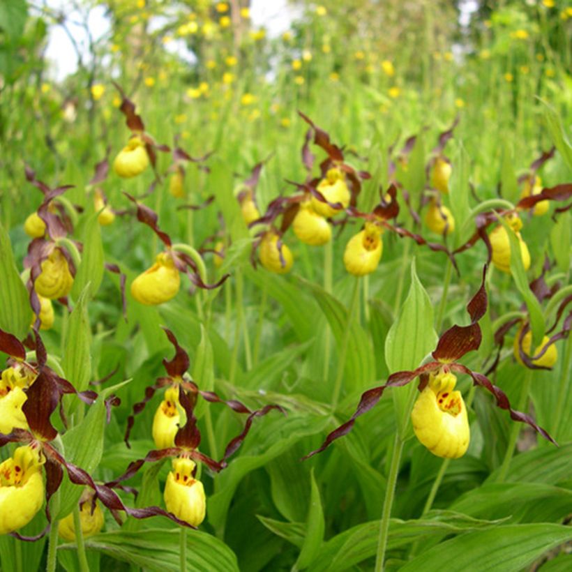 Cypripedium parviflorum var. parviflorum - Frauenschuh (Hafen)