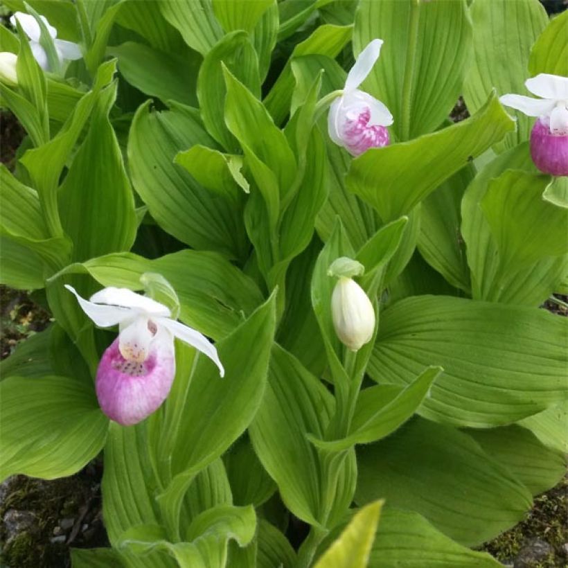 Cypripedium reginae - Königin-Frauenschuh (Laub)