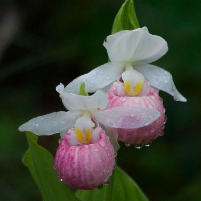 Cypripedium reginae - Königin-Frauenschuh (Blüte)