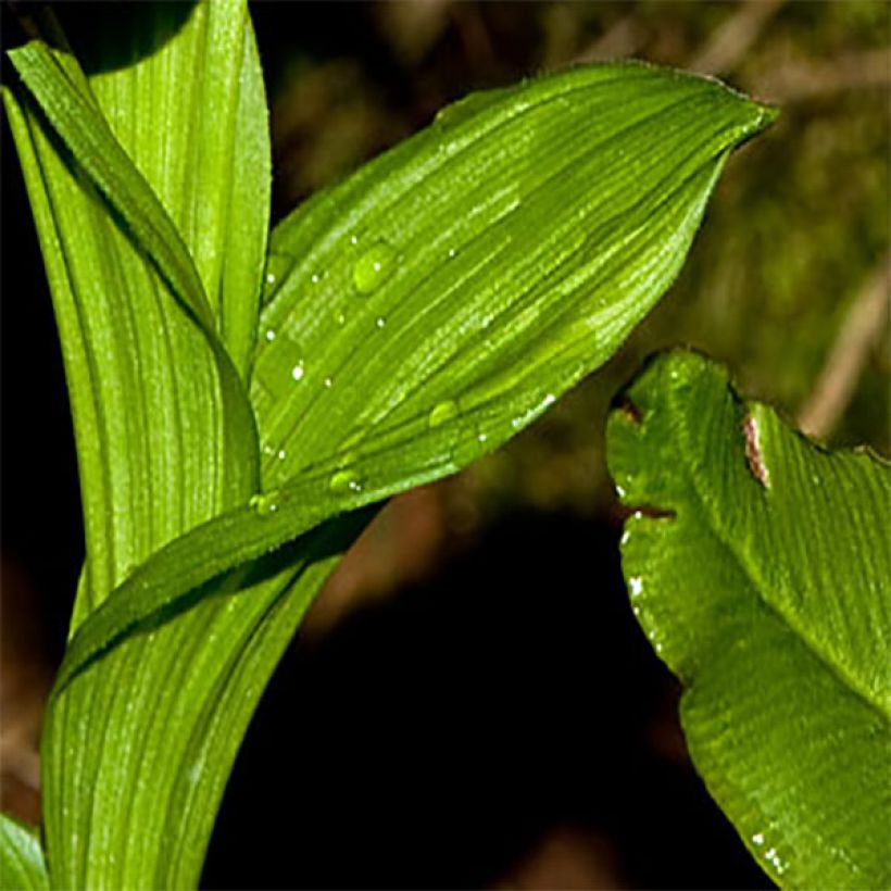 Cypripedium tibeticum - Tibet-Frauenschuh (Laub)