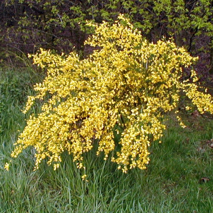 Edelginster Golden Sunlight - Cytisus scoparius (Hafen)