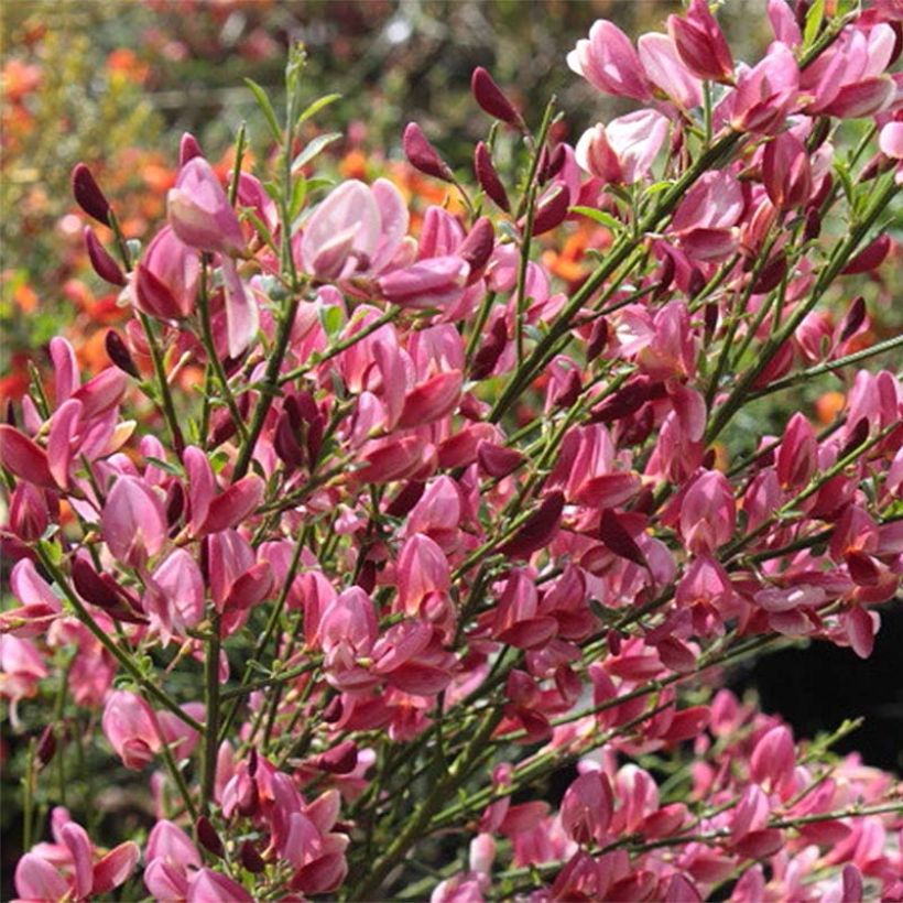 Elfenbeinginster Hollandia - Cytisus praecox (Blüte)