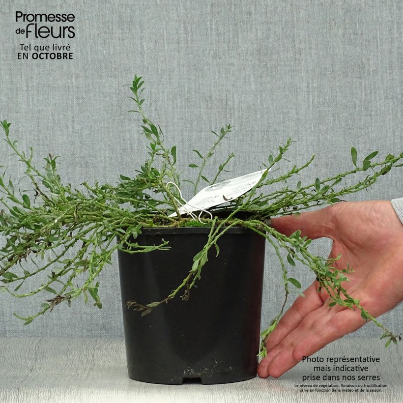 Exemplar von Cytisus decumbens - Genêt rampant Pot de 2L/3L wie im Herbst geliefert