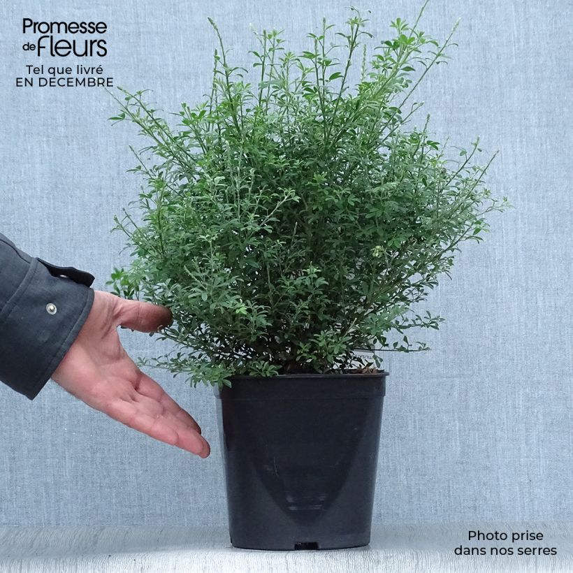 Exemplar von Cytisus racemosus Phebus - Genêt de Tenerife en pot de 4l/5l wie im Winter geliefert