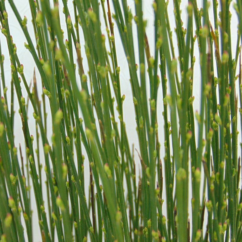 Edelginster Apricot Gem - Cytisus scoparius (Laub)