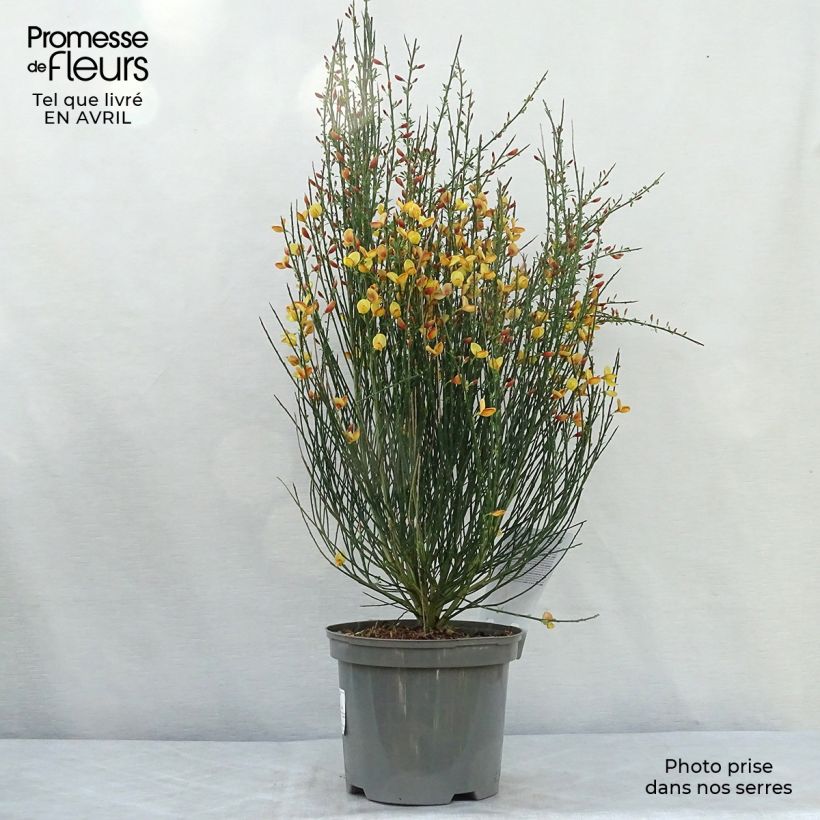 Exemplar von Edelginster Apricot Gem - Cytisus scoparius Topf mit 2L/3LGelieferte Höhe ca. 40/50cm wie im Frühjahr geliefert