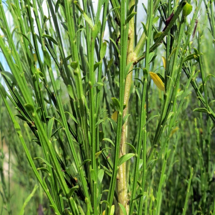 Edelginster Burkwoodii - Cytisus scoparius (Laub)