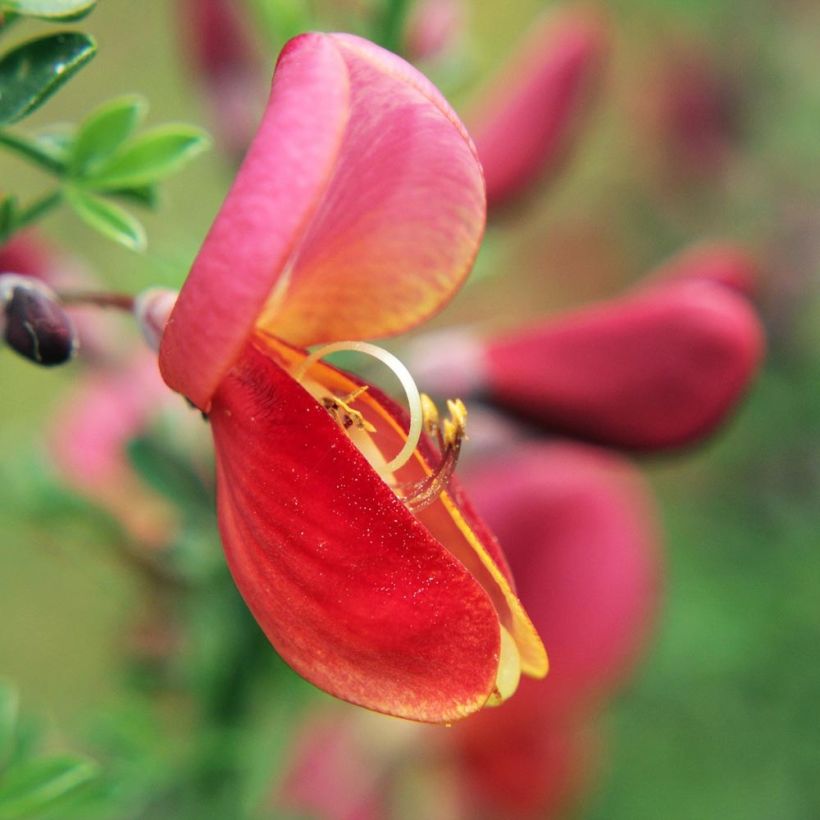 Edelginster Burkwoodii - Cytisus scoparius (Blüte)