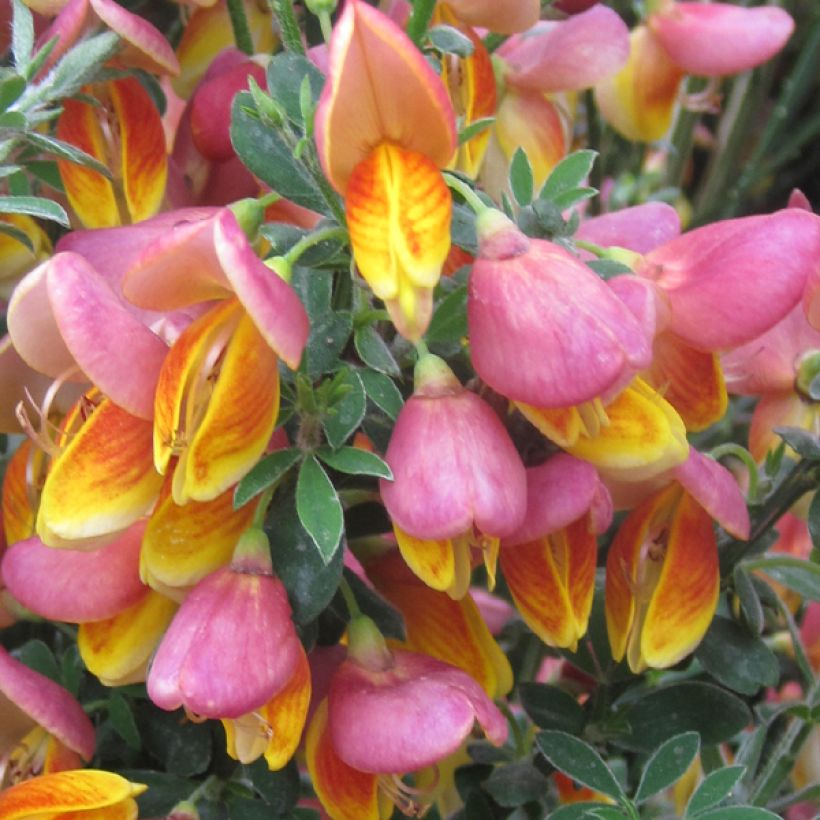 Edelginster La Coquette - Cytisus scoparius (Blüte)