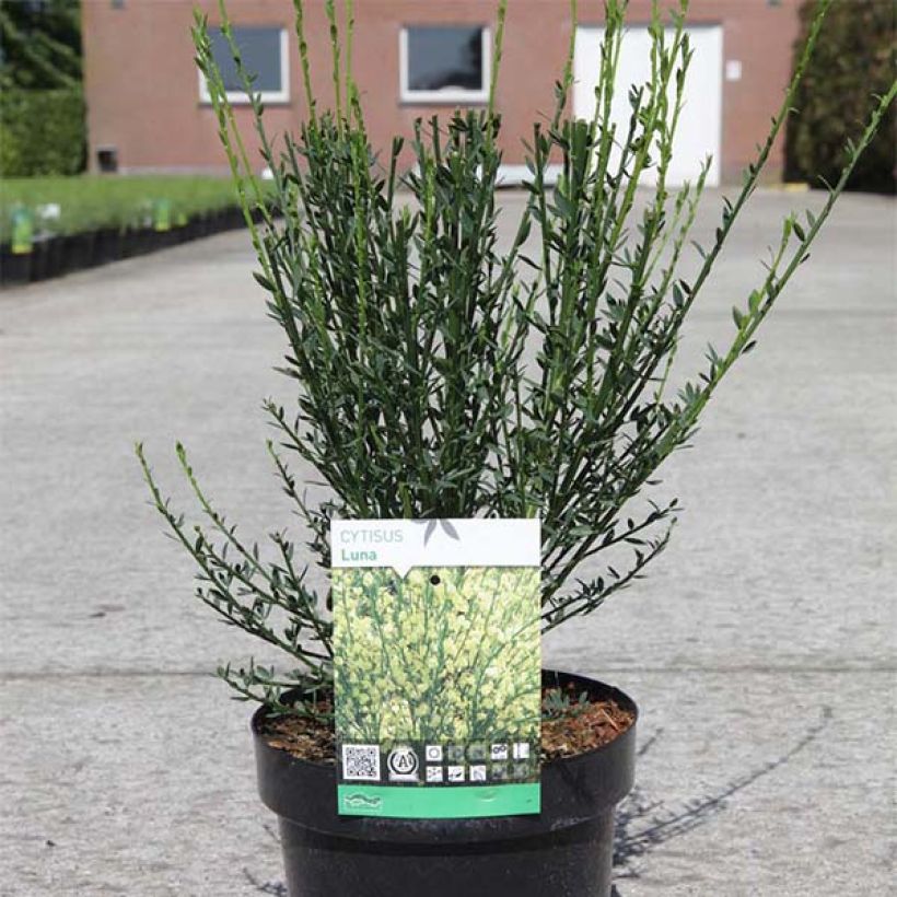 Edelginster Luna - Cytisus scoparius (Hafen)