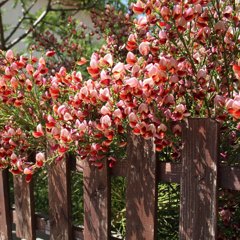 Edelginster Roter Favorit - Cytisus scoparius (Hafen)