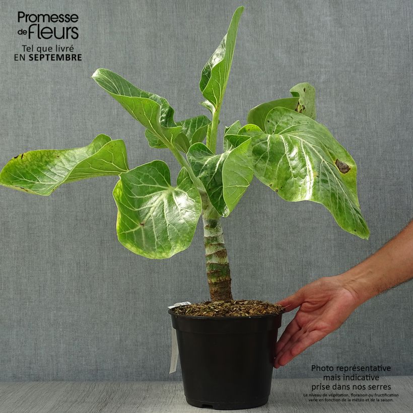 Exemplar von Dendroseris litoralis (littoralis) - Arbre chou  Pot de 4L/5L wie im Herbst geliefert