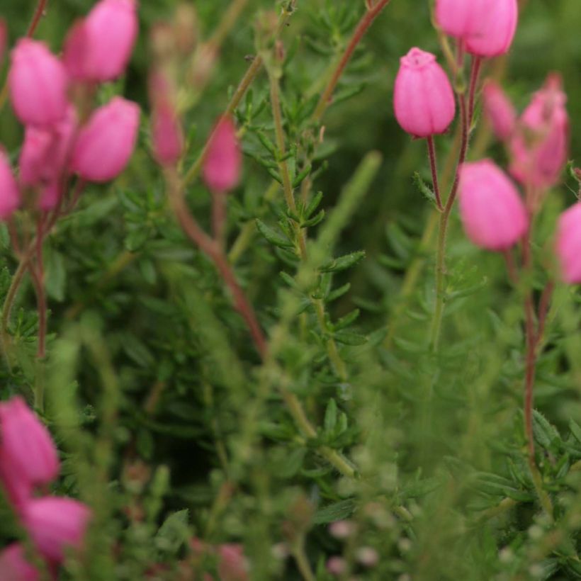 Irische Heide - Daboecia cantabrica (Laub)