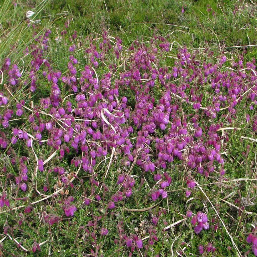 Irische Heide - Daboecia cantabrica (Hafen)