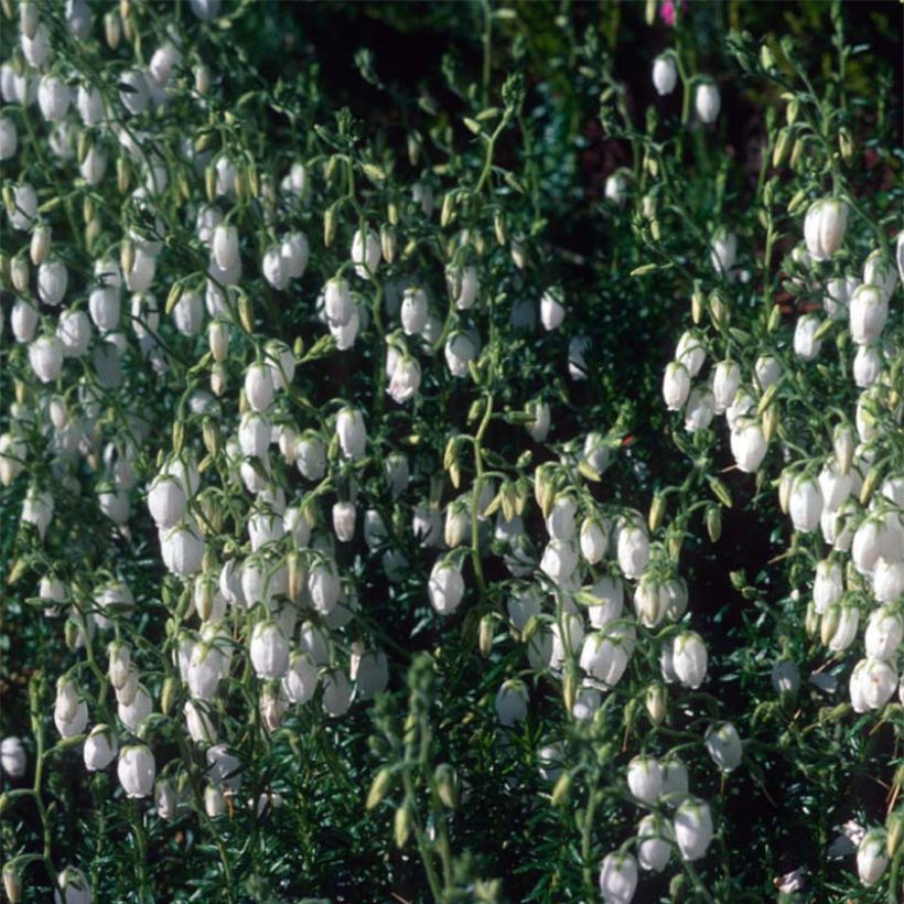 Irische Heide Alba - Daboecia cantabrica (Blüte)