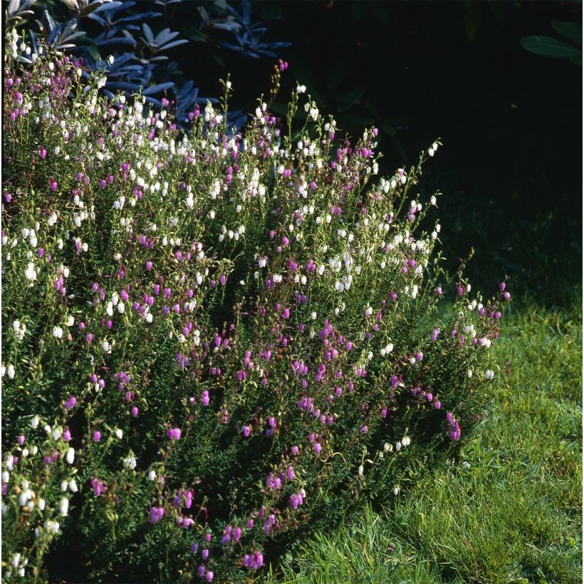 Irische Heide Globosa Pink - Daboecia cantabrica (Hafen)